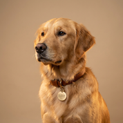 Personalised Brass Pet ID Tag