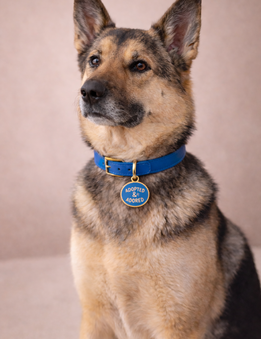 Image_with_Dog_0c6ae6a5-0545-4b41-97d0-7cf494946ff2.png