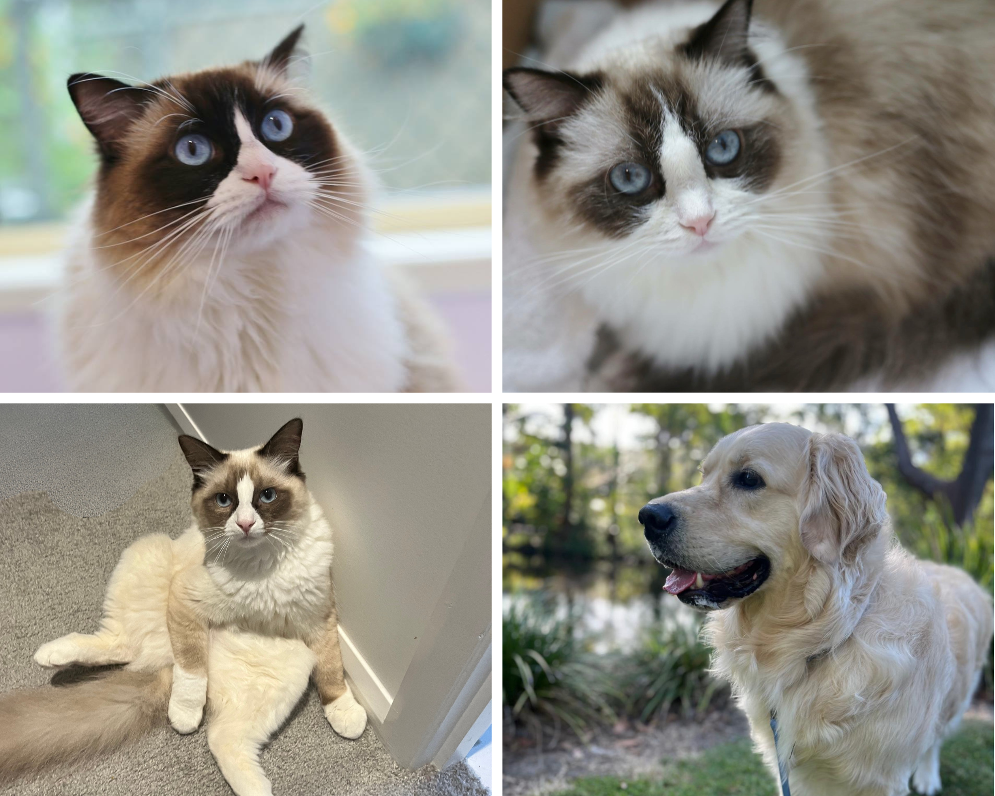 OurStoryFurBabies.png